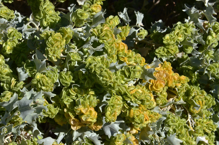 Desertholly are warm desert plants, rounded with many holly-like leaves and without spines or prickles. The stems are erect with many branches that vary from spreading to ascending and with silvery white foliage often contrasting with or blending into surrounding habitat. Atriplex hymenelytra